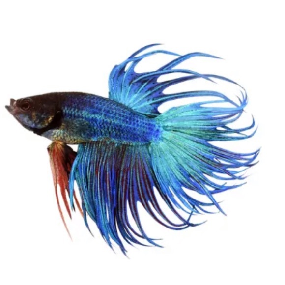 Meet your Posher, Briana - Picture 1 of 1